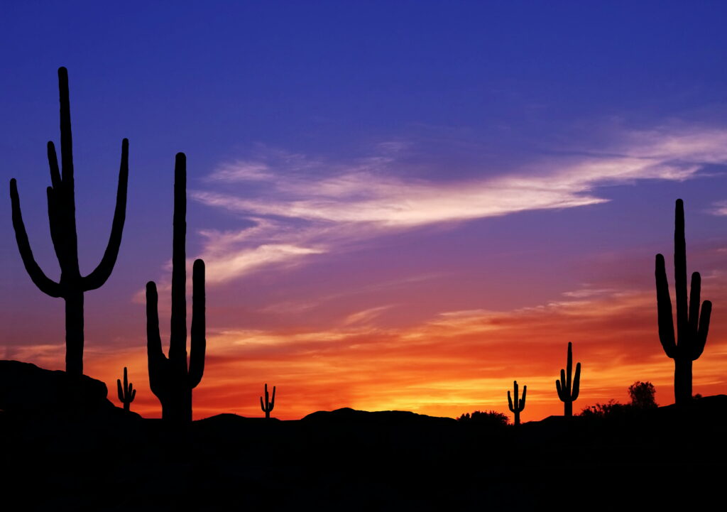 Colorful sunset in desert of Arizona with cactus